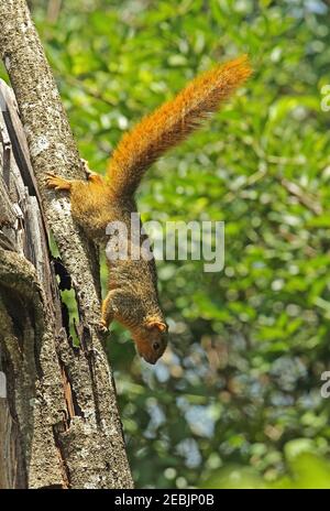 Red-bellied Coast Squirrel (Paraxerus palliatus) Erwachsener klettert auf Baumstamm St Lucia, Südafrika November Stockfoto