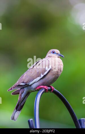 Weißflügeltaube am Hinterhof-Vogelfutterhäuschen in Spring, Texas. Taube ist so groß, sie steht auf einer Sprosse und frisst auf der Höhe der Sprosse oben. Stockfoto
