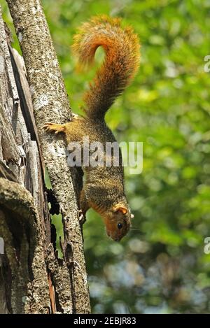 Red-bellied Coast Squirrel (Paraxerus palliatus) Erwachsener klettert auf Baumstamm St Lucia, Südafrika November Stockfoto