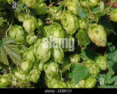 Weibliche Hopfenblüten, Humulus lupulus Stockfoto