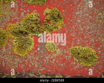 Reife gelbe weiße und graue Flechten wachsen frei auf verblassten rostroten Anstrichen von altem Dreck-Streuer auf einer Farm in Cumbria, England, UK Stockfoto