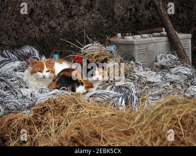 Junge gekreuzten Bauernhof Kätzchen kuscheln in Haufen von landwirtschaftlichen Abfälle einschließlich Fasern, Stroh und alte Fahrzeugzellen-Batterie in Cumbria, England, Großbritannien Stockfoto