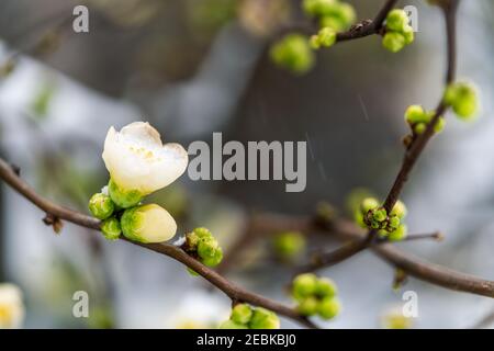 Blüten im fallenden Schnee, gelbe und weiße Blüten mit geringer Schärfentiefe, Ast und Zweige Mako Winter Bild. Stockfoto