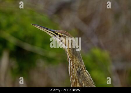 Amerikanische Bittern gegen grünen und braunen Bokeh Hintergrund mit Kopie Platz in Port Aransas in Texas Stockfoto