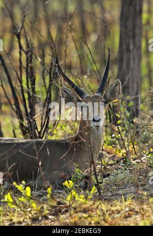 Southern Reedbuck (Redunca arundinum) Nahaufnahme des erwachsenen männlichen Kruger NP, Südafrika November Stockfoto