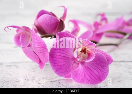 Schöne lila Orchidee aus der Nähe auf weißem Holzbrett. Stockfoto
