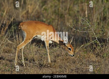 Steenbok (Raphicerus campestris) erwachsenes Weibchen, das im trockenen Gestrüpp Kruger NP, Südafrika steht November Stockfoto