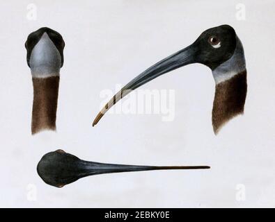 Nouvelles Archives du Muséum d'histoire naturelle (Pl. 6, Pseudibis davisoni). Stockfoto