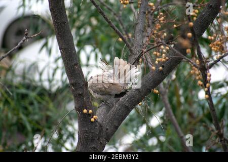 Eurasische Kragentaube (Streptopelia decaocto), die auf einem Ast des Baumes steht Stockfoto