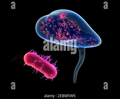 Bakterielle Zystitis, Illustration Stockfoto