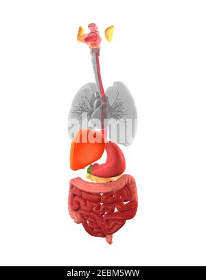 Menschliches Verdauungssystem, 3D Abbildung Stockfoto