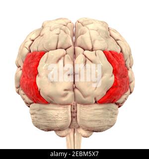Gehirn mit hervorgehobener lateraler okzipitaler Gyrus, Illustration Stockfoto