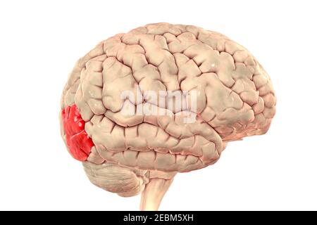Gehirn mit hervorgehobener lateraler okzipitaler Gyrus, Illustration Stockfoto