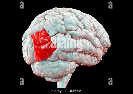 Gehirn mit hervorgehobener lateraler okzipitaler Gyrus, Illustration Stockfoto
