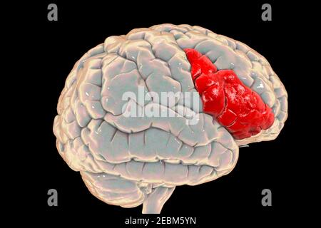 Gehirn Hervorhebung inferioren frontalen Gyrus, Illustration Stockfoto