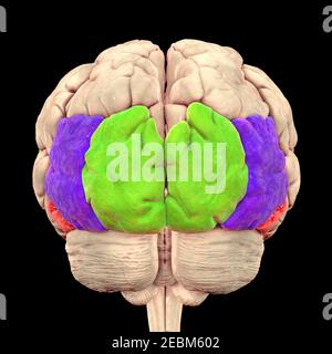 Menschliches Gehirn mit hervorgehobener Hinterhauptgyri, Illustration Stockfoto