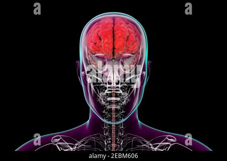 Menschliches Gehirn mit hervorgehobenen Stirnlappen, Illustration Stockfoto