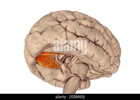 Menschliches Gehirn mit hervorgehobener lingualer Gyrus, Illustration Stockfoto