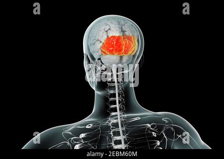 Menschliches Gehirn mit hervorgehobenen Hinterhauptlappen, Illustration Stockfoto