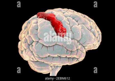 Menschliches Gehirn mit hervorgehobener postzentraler Gyrus, Illustration Stockfoto