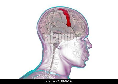 Menschliches Gehirn mit hervorgehobener präzentraler Gyrus, Illustration Stockfoto