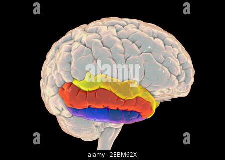 Menschliches Gehirn mit hervorgehobener temporaler Gyri, Illustration Stockfoto