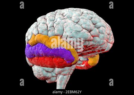 Menschliches Gehirn mit hervorgehobener temporaler Gyri, Illustration Stockfoto