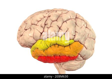 Menschliches Gehirn mit hervorgehobener temporaler Gyri, Illustration Stockfoto