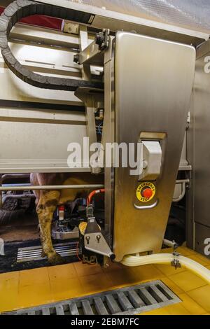 Melken der Kühe mit einem vollautomatischen Melkroboter. Stockfoto