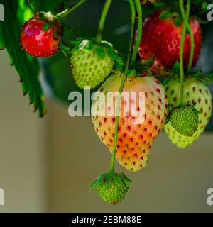 Erdbeeren reifen an einem Julitag aus einem hängenden Korb. Stockfoto
