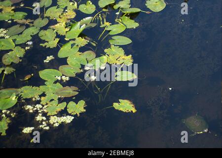 Eine Schildkröte, die in einem Teich schwimmend ist, wie von oben gesehen. Stockfoto