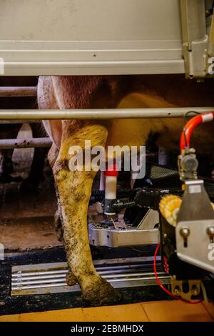 Melken der Kühe mit einem vollautomatischen Melkroboter. Stockfoto