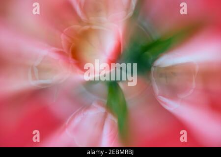 Weich, abstrakt durch Zoom Unschärfe von roten und weißen Tulpen auf rotem Hintergrund, mit Grün von den Blättern unten durchsetzt Stockfoto