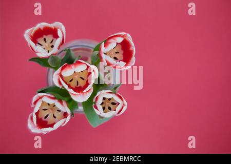Blick nach unten auf fünf rote und weiße Tulpen auf rosa Hintergrund. Bild mit leichtem, bewusst gezoomten Burst, um Weichheit in Blütenblättern und grünen Blättern zu schaffen Stockfoto