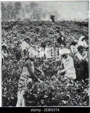 NSRW pflücken Tee in Ceylon. Stockfoto