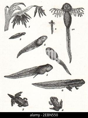 NSRW-Stationen in der Lebensgeschichte des Frosches. Stockfoto