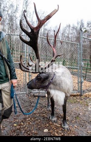 Wandern mit dem Rentier (Rangifer tarandus) ist ein Erlebnis, das auf der Running Rentier Ranch in Fairbanks, Alaska, angeboten wird Stockfoto