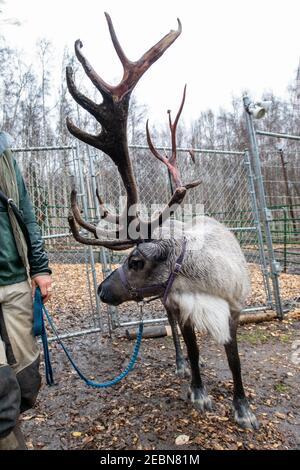 Wandern mit dem Rentier (Rangifer tarandus) ist ein Erlebnis, das auf der Running Rentier Ranch in Fairbanks, Alaska, angeboten wird Stockfoto