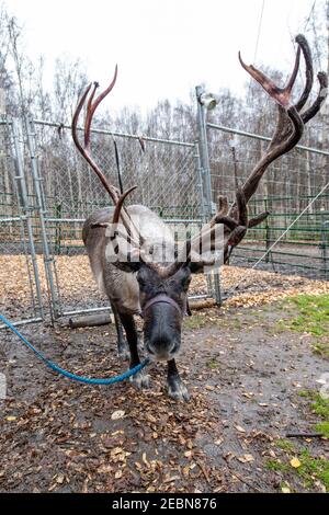 Wandern mit dem Rentier (Rangifer tarandus) ist ein Erlebnis, das auf der Running Rentier Ranch in Fairbanks, Alaska, angeboten wird Stockfoto