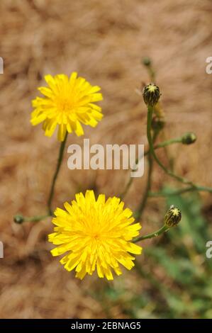 Essbares Unkraut Gelbe Dandelion-Blume auf trockenem Rasen. Selektiver Fokus. Stockfoto