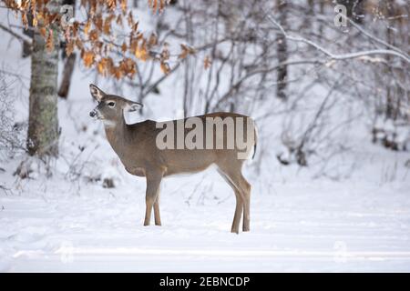 White-tailed doe in Nordwisconsin. Stockfoto