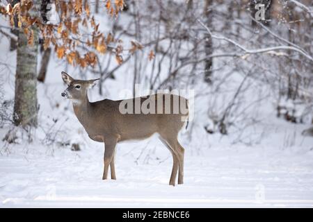 White-tailed doe in Nordwisconsin. Stockfoto
