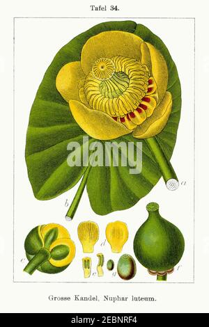 Nuphar lutea - Deutschlands Flora in Abbildungen nach der Natur - vol. 5 t. 34 - sauber. Stockfoto