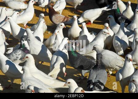 Weiße Tauben im Parque de Maria Luisa. Sevilla, Spanien Stockfoto