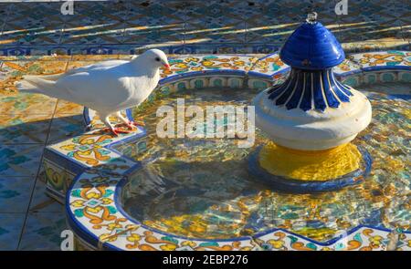 Weiße Tauben im Parque de Maria Luisa. Sevilla, Spanien Stockfoto