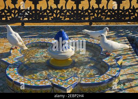 Weiße Tauben im Parque de Maria Luisa. Sevilla, Spanien Stockfoto