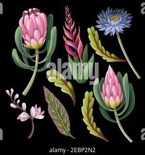 Protea und tropische Blumen isoliert. Angesagter Blumendruck. Stock Vektor