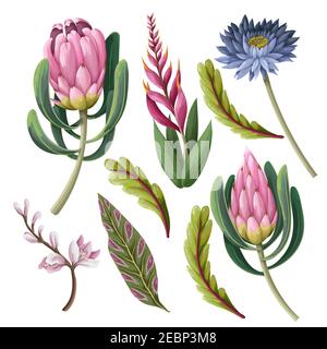 Protea und tropische Blumen isoliert. Angesagter Blumendruck. Stock Vektor