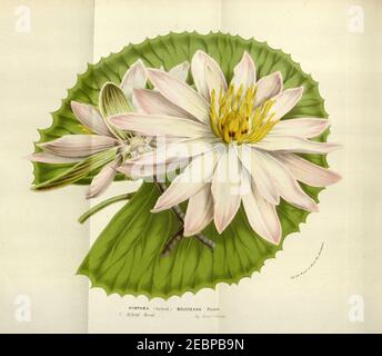 Nymphaea boucheana FL. Des Serres 10. 1033-1034. 1854-55. Stockfoto