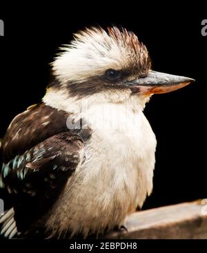 Australische Kookaburra bekannt für sein Lachen Stockfoto